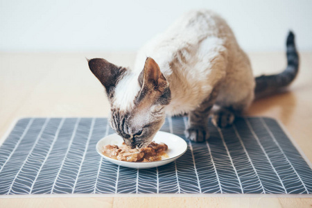 可爱小猫吃图片