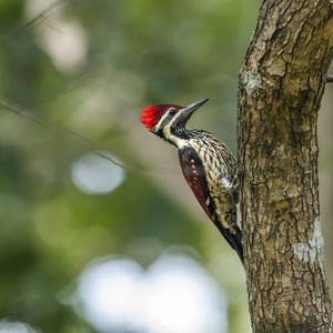 明内里耶国家公园，斯里兰卡黑腰 flameback