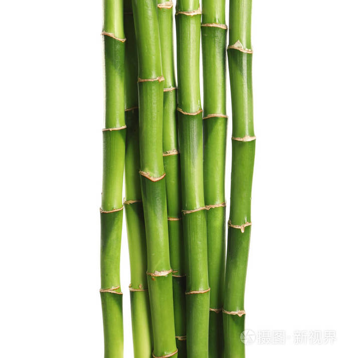 白色背景的美丽的绿色竹子茎