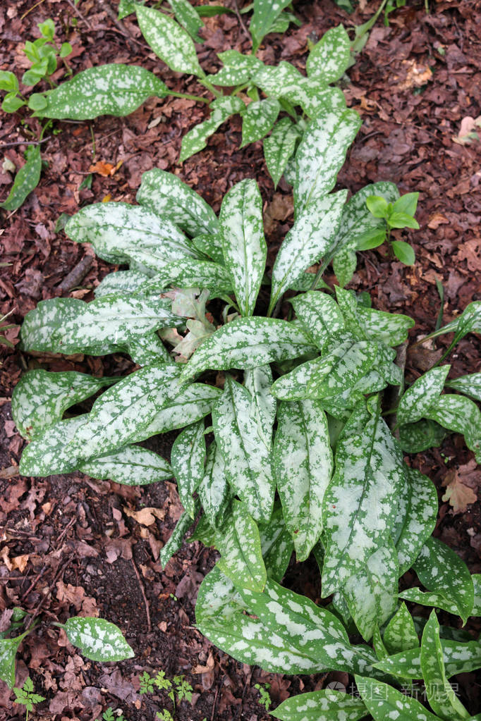 有木屑和枯叶背景的龙草斑点叶