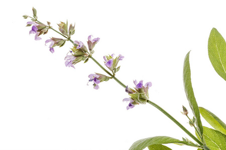 芳香的鼠尾草分支