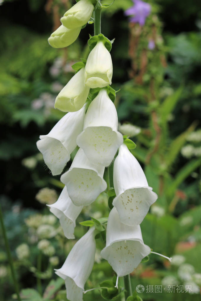 白色狐狸花, 花里面有绿色的斑点.背景黑暗与花和叶子