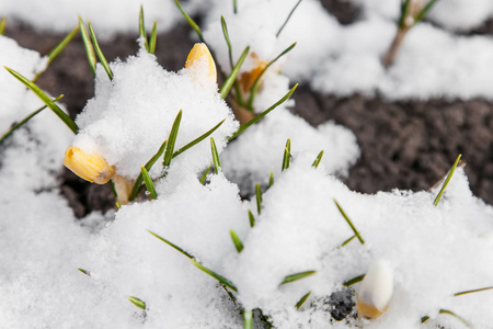 从雪春番红花开花图片