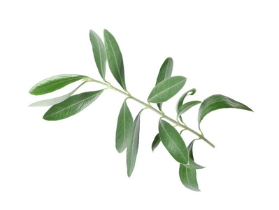 白色背景上有新鲜绿色橄榄叶的树枝