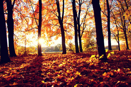 秋天的树木，在公园里的太阳