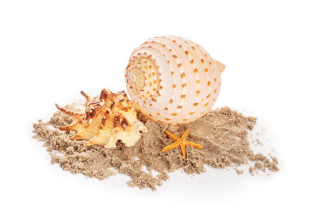 贝壳和沙子在白色背景