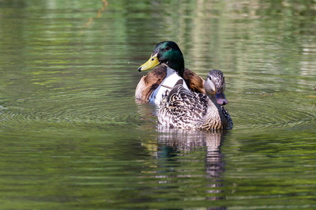 野鸭在春天的池塘里游泳。男性有一个不寻常的白色胸部