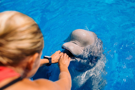 与贝鲁加玩的女人, 白鲸。女教练摸着贝鲁加的嘴。海豚辅助治疗