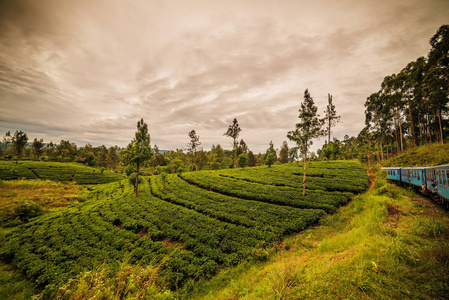 斯里兰卡 著名锡兰高地茶田