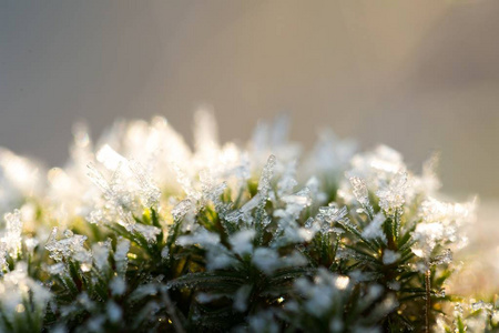 苔藓植物白霜的特写图片