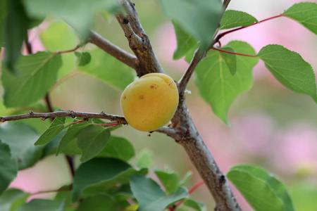 成熟的黄色杏子生长在有绿叶的树枝上