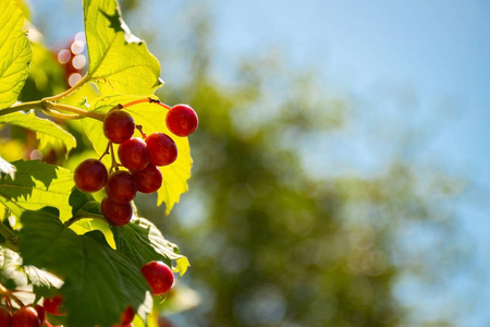 guelder 的浆果玫瑰在天空的背景下