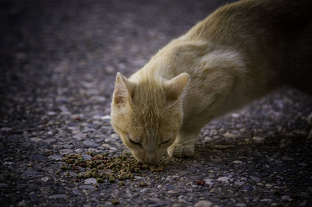 街头猫吃, 被遗弃动物的细节