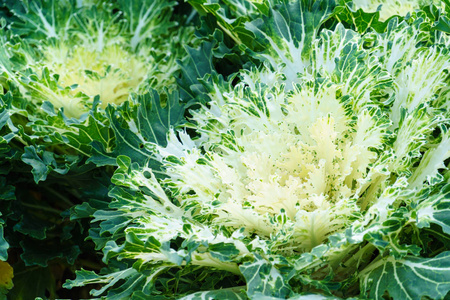 花园白色绿色观赏白菜特写