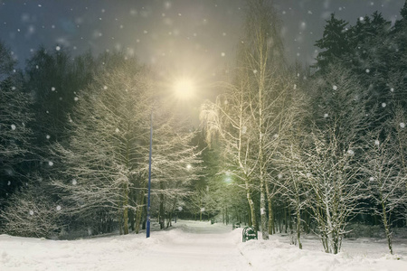 冬季景观与夜霜落叶树