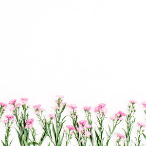白色背景上的粉红色野花