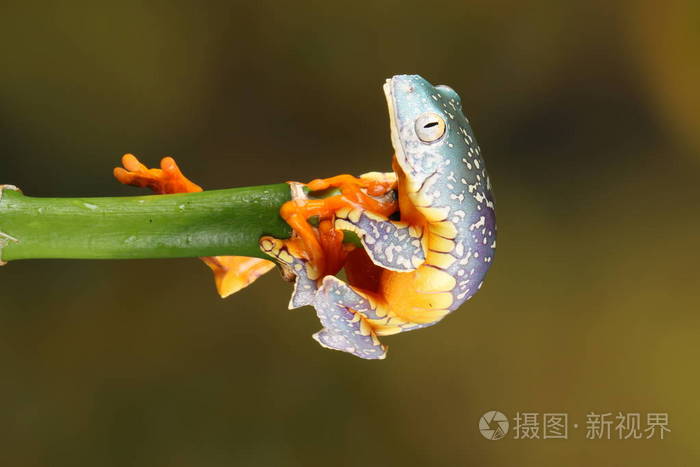 彩色条纹树蛙挂在绿树枝上