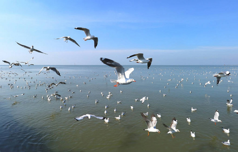 成群的海鸥飞岛，泰国海滩