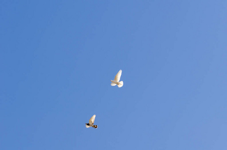 两只翻滚的鸽子正在拍打翅膀走向自由