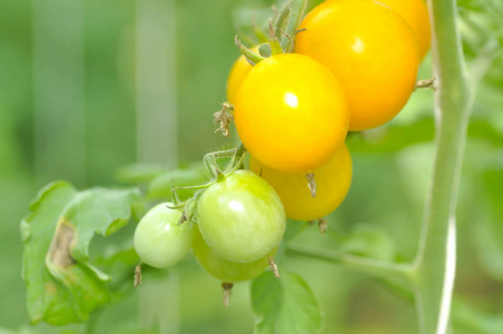 番茄植株的菜园里