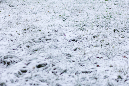 第一雪, 白色雪背景在绿草