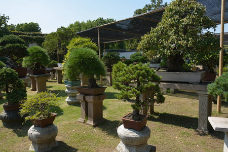 花园里的盆景树。成排的盆景树