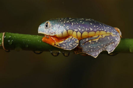 彩色条纹树蛙挂在绿枝上的侧面图照片