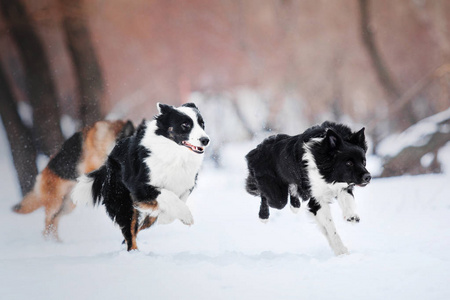 运行在雪地里的两只边境牧羊犬狗