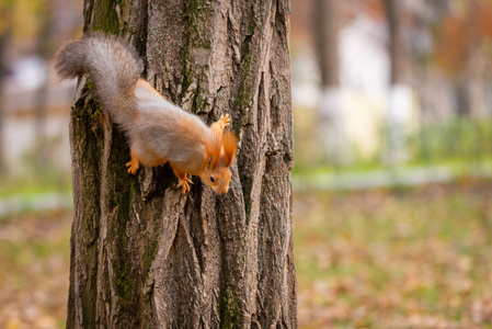 一只野生松鼠在寒冷阳光明媚的秋日被抓获, 有趣可爱的松鼠在秋天公园的树上。五颜六色的自然, 秋天季节概念