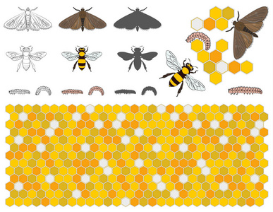 蜜蜂, 蜡蛾, 蜡虫, 蜜蜂梳子