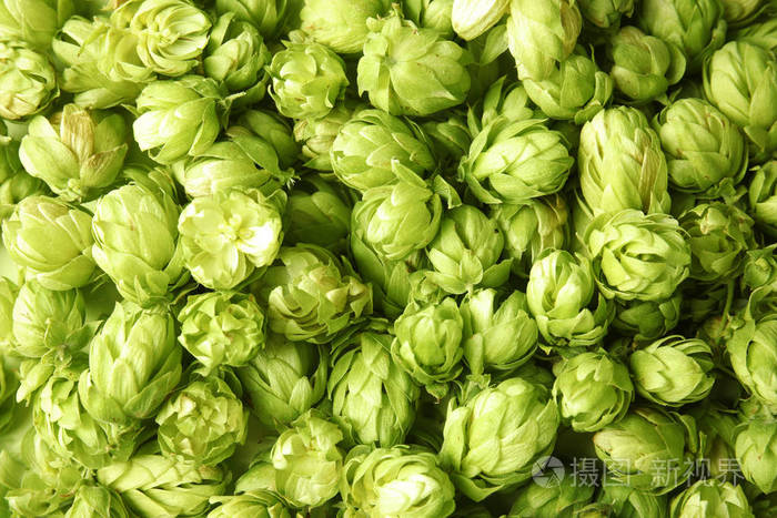 新鲜的绿色啤酒花作为背景.啤酒生产