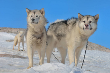 格陵兰犬格陵兰冬季偏远村庄格陵兰冬季偏远村庄格陵兰冬季偏远村庄狗