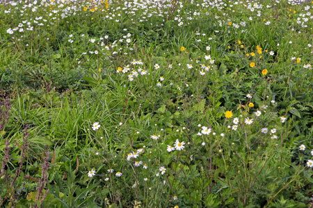 草坪与绿草和鲜花特写。小白色雏菊