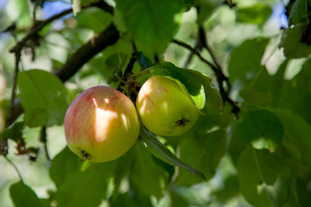 在树枝上用有机苹果关闭树枝, 水果在果园准备采摘