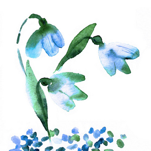 观音莲手绘水彩手绘雪花莲孤立照片