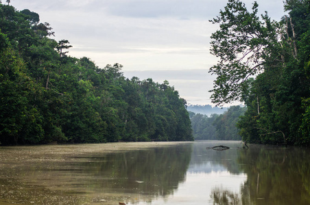 kinabatangan 河沿岸的雨林, 沙巴, 婆罗洲。马来西亚