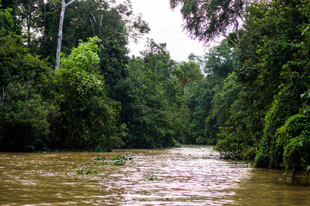 kinabatangan 河沿岸的雨林, 沙巴, 婆罗洲。马来西亚