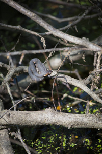宽带状水蛇 nerodia fasciata 在一根霉菌时沐浴在原木上