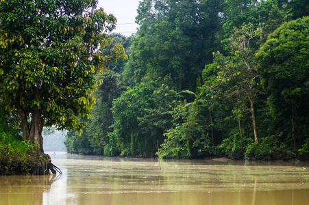 kinabatangan 河沿岸的雨林, 沙巴, 婆罗洲。马来西亚