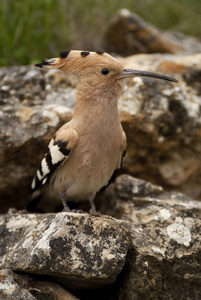 欧亚大陆 hoopoe 或普通 hoopoe uppa epops, 栖息在岩石上, 鸟巢入口