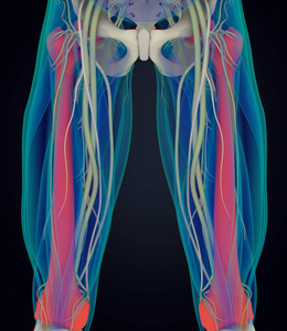 股骨解剖模型