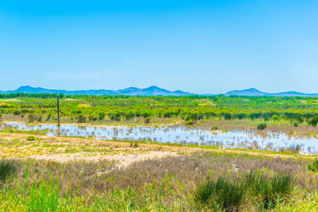 Spai Albufera 国家公园沼泽地