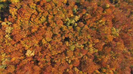 空中, 从无人机的顶部视图 从上面的树冠的树冠的看法