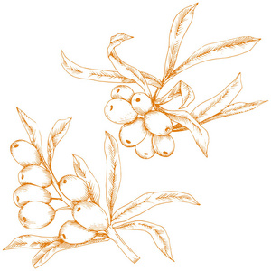 橙沙棘植物。白色背景上的矢量图标。背景纹理包装图案框架或边框的矢量花