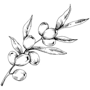 包装图案icon矢量图标沙棘植物矢量图标白色背景.