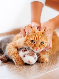 女人抚摸可爱的姜猫躺在地板上与最喜欢的玩具毛绒雪貂。毛茸茸的宠物在舒适的家庭背景