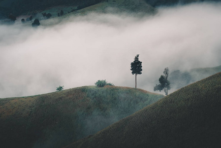 玉米领域山在雾中., 自然背景