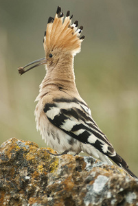 欧亚大陆 hoopoe 或普通 hoopoe uppa epops, 嘴上有甲虫