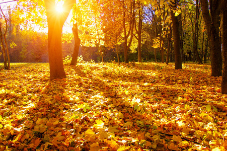 阳光下的秋天景观与树木
