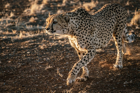 在纳米比亚沙漠中的成年猎豹漫步照片